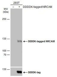 Anti-NRCAM antibody used in Western Blot (WB). GTX132727