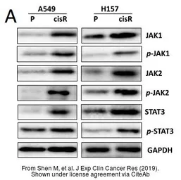 Anti-JAK2 (phospho Tyr1007/1008) antibody used in Western Blot (WB). GTX132784