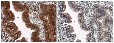 Anti-mTOR (phospho Ser2448) antibody used in IHC (Paraffin sections) (IHC-P). GTX132803