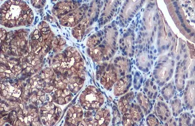 Anti-Aquaporin 1 antibody used in IHC (Paraffin sections) (IHC-P). GTX132870