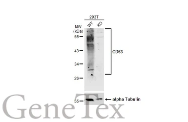 Anti-CD63 antibody used in Western Blot (WB). GTX132953
