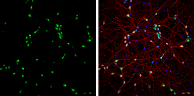 Anti-NeuN antibody used in Immunocytochemistry/ Immunofluorescence (ICC/IF). GTX132974