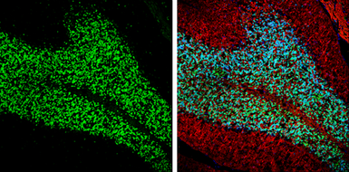 Anti-NeuN antibody used in IHC (Frozen sections) (IHC-Fr). GTX132974
