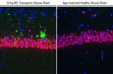 Anti-NeuN antibody used in IHC (Paraffin sections) (IHC-P). GTX132974