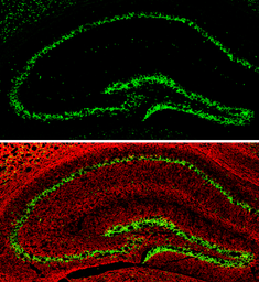 Anti-NeuN antibody used in IHC (Frozen sections) (IHC-Fr). GTX132974