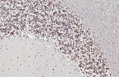 Anti-NeuN antibody used in IHC (Paraffin sections) (IHC-P). GTX132974