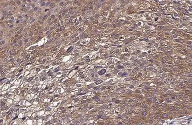 Anti-VE-Cadherin antibody used in IHC (Paraffin sections) (IHC-P). GTX132982