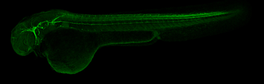 Anti-Vim antibody used in IHC (Whole mount) (IHC-Wm). GTX133061