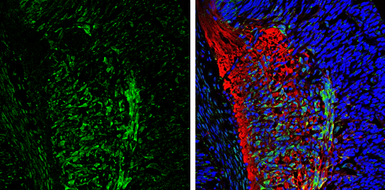 Anti-CaMKII beta antibody used in IHC (Frozen sections) (IHC-Fr). GTX133072