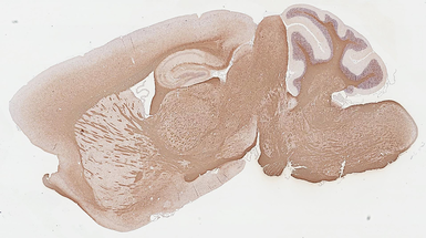 Anti-Myelin basic protein antibody used in IHC (Paraffin sections) (IHC-P). GTX133108