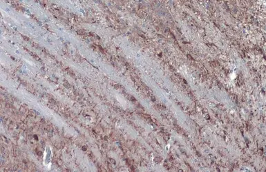 Anti-MAP2 antibody used in IHC (Paraffin sections) (IHC-P). GTX133109