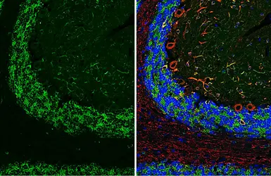 Anti-MAP2 antibody used in IHC (Paraffin sections) (IHC-P). GTX133109