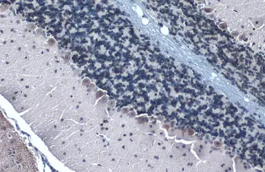 Anti-Somatostatin antibody used in IHC (Paraffin sections) (IHC-P). GTX133119