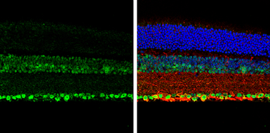 Anti-NeuN antibody used in IHC (Paraffin sections) (IHC-P). GTX133127