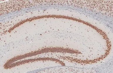 Anti-NeuN antibody used in IHC (Paraffin sections) (IHC-P). GTX133127
