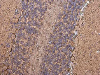 Anti-GABA Transporter 1 / GAT1 antibody used in IHC (Paraffin sections) (IHC-P). GTX133150