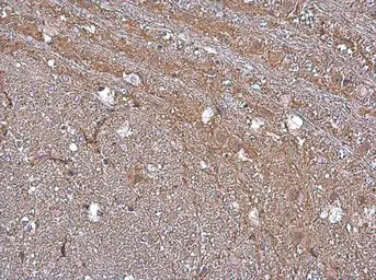 Anti-GABA Transporter 1 / GAT1 antibody used in IHC (Paraffin sections) (IHC-P). GTX133150