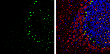 Anti-PSD95 antibody used in IHC (Frozen sections) (IHC-Fr). GTX133167