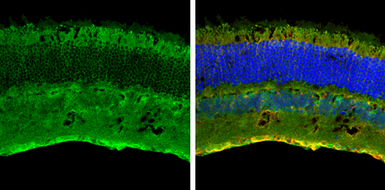 Anti-Contactin 1 antibody used in IHC (Frozen sections) (IHC-Fr). GTX133206