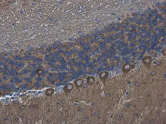 Anti-DLGAP1 antibody used in IHC (Paraffin sections) (IHC-P). GTX133264
