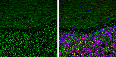 Anti-Neurofascin antibody used in IHC (Frozen sections) (IHC-Fr). GTX133266