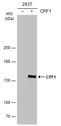 Anti-CPF1 antibody used in Western Blot (WB). GTX133297