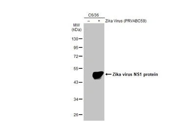 Anti-Zika virus NS1 protein antibody used in Western Blot (WB). GTX133307