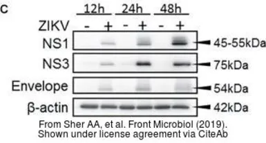 Anti-Zika virus NS3 protein antibody used in Western Blot (WB). GTX133309