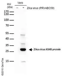 Anti-Zika virus NS4B protein antibody used in Western Blot (WB). GTX133311