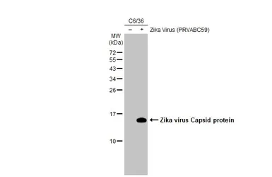 Anti-Zika virus Capsid protein antibody used in Western Blot (WB). GTX133317
