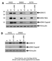 Anti-Zika virus Envelope protein antibody used in Western Blot (WB). GTX133325