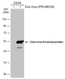 Anti-Zika virus Envelope protein antibody used in Western Blot (WB). GTX133325