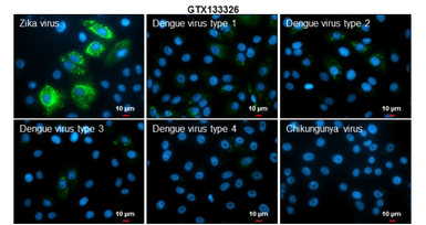 Anti-Zika virus Envelope protein antibody used in Immunocytochemistry/ Immunofluorescence (ICC/IF). GTX133326