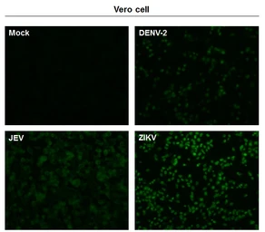Anti-Zika virus NS5 protein antibody used in Immunocytochemistry/ Immunofluorescence (ICC/IF). GTX133327