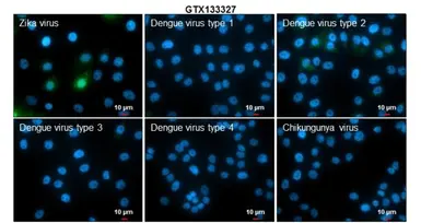 Anti-Zika virus NS5 protein antibody used in Immunocytochemistry/ Immunofluorescence (ICC/IF). GTX133327