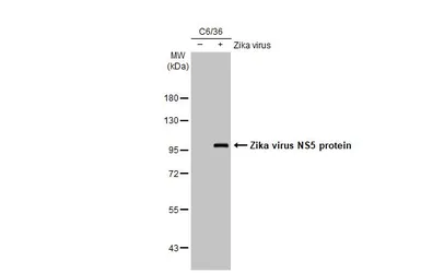 Anti-Zika virus NS5 protein antibody used in Western Blot (WB). GTX133327