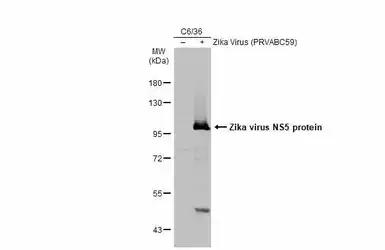 Anti-Zika virus NS5 protein antibody used in Western Blot (WB). GTX133328
