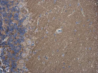 Anti-SH3GL1 antibody used in IHC (Paraffin sections) (IHC-P). GTX133349