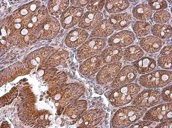 Anti-MFN1 antibody used in IHC (Paraffin sections) (IHC-P). GTX133351