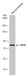Anti-MFN1 antibody used in Western Blot (WB). GTX133351