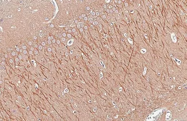 Anti-GSK3 beta antibody used in IHC (Paraffin sections) (IHC-P). GTX133372