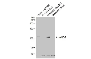 Anti-eNOS antibody used in Western Blot (WB). GTX133404