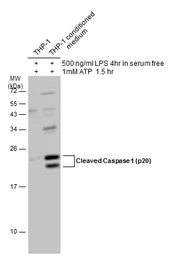 Anti-Caspase 1 (cleaved Asp297) antibody used in Western Blot (WB). GTX133447