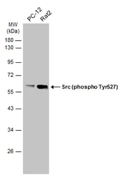 Anti-Src (phospho Tyr530) antibody used in Western Blot (WB). GTX133473