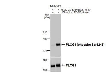 Anti-PLCG1 (phospho Ser1248) antibody used in Western Blot (WB). GTX133530