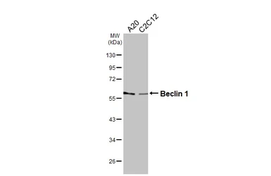 Anti-Beclin 1 antibody used in Western Blot (WB). GTX133555