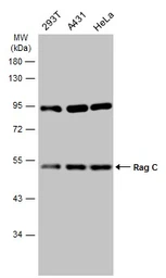 Anti-Rag C antibody used in Western Blot (WB). GTX133562