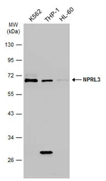 Anti-NPRL3 antibody used in Western Blot (WB). GTX133574
