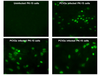 Anti-Porcine circovirus type 2 / PCV2 replicase antibody used in Immunocytochemistry/ Immunofluorescence (ICC/IF). GTX133638