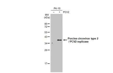 Anti-Porcine circovirus type 2 / PCV2 replicase antibody used in Western Blot (WB). GTX133638
